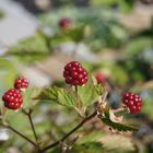 Beeren