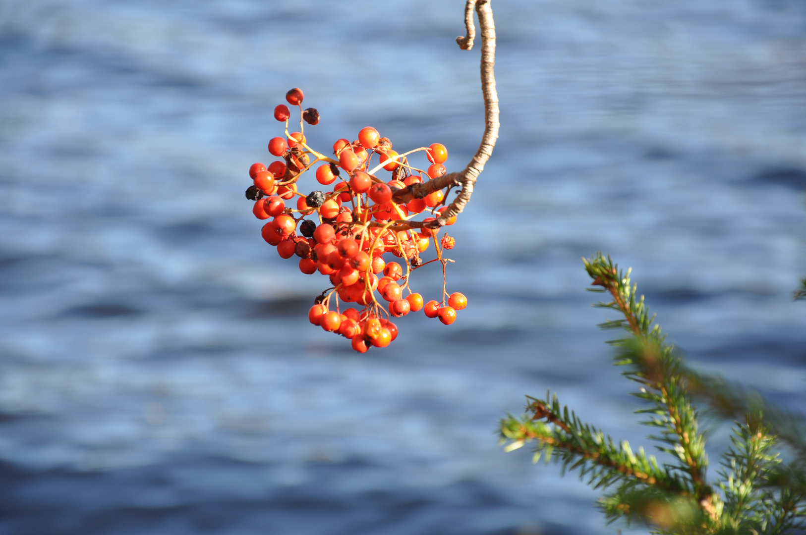 Beeren