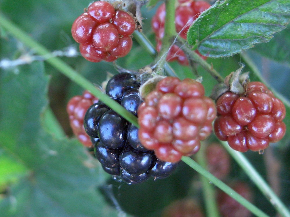 Beeren