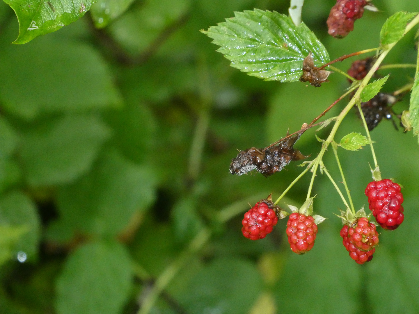 Beeren