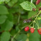 Beeren