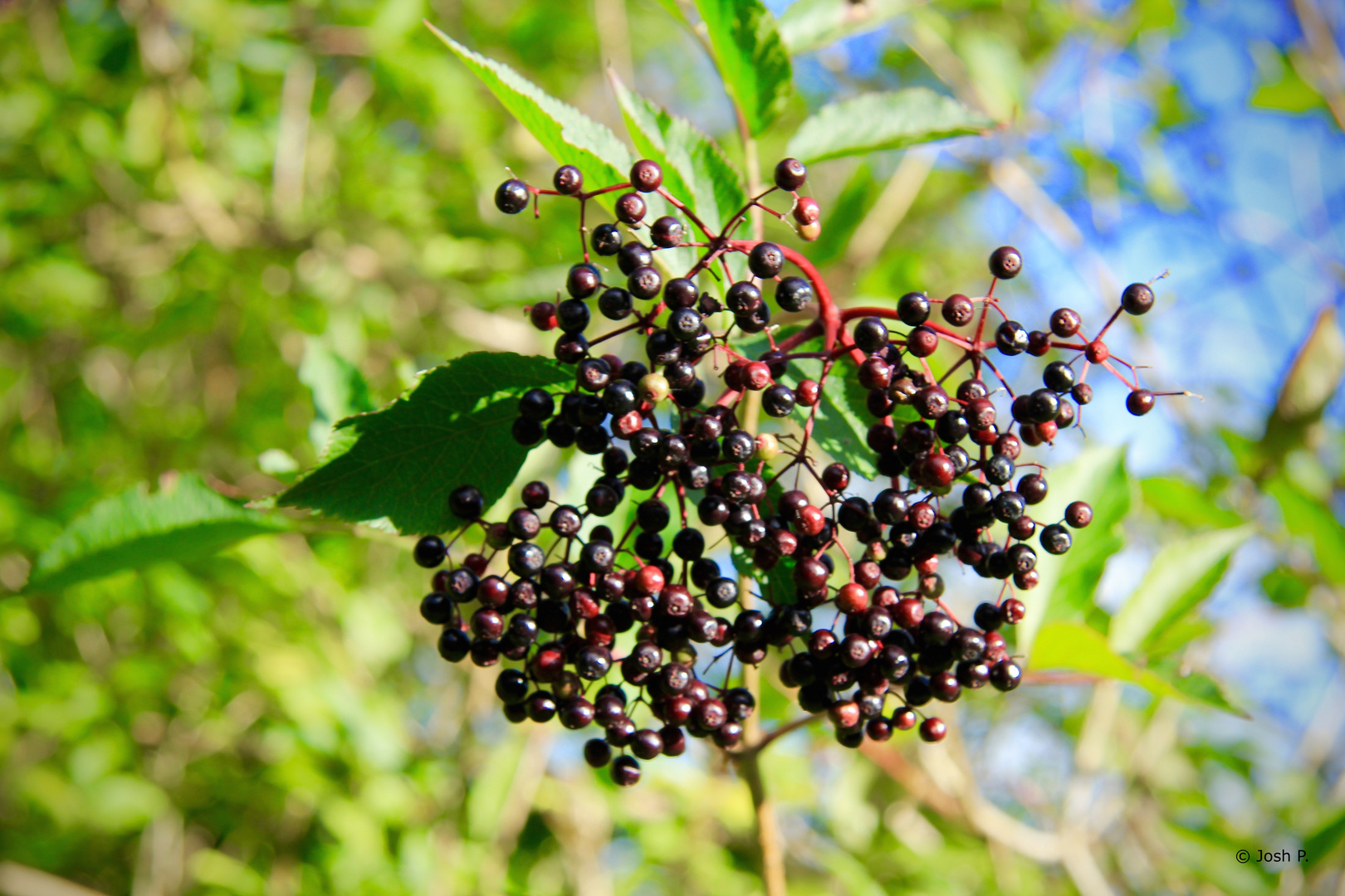 Beeren