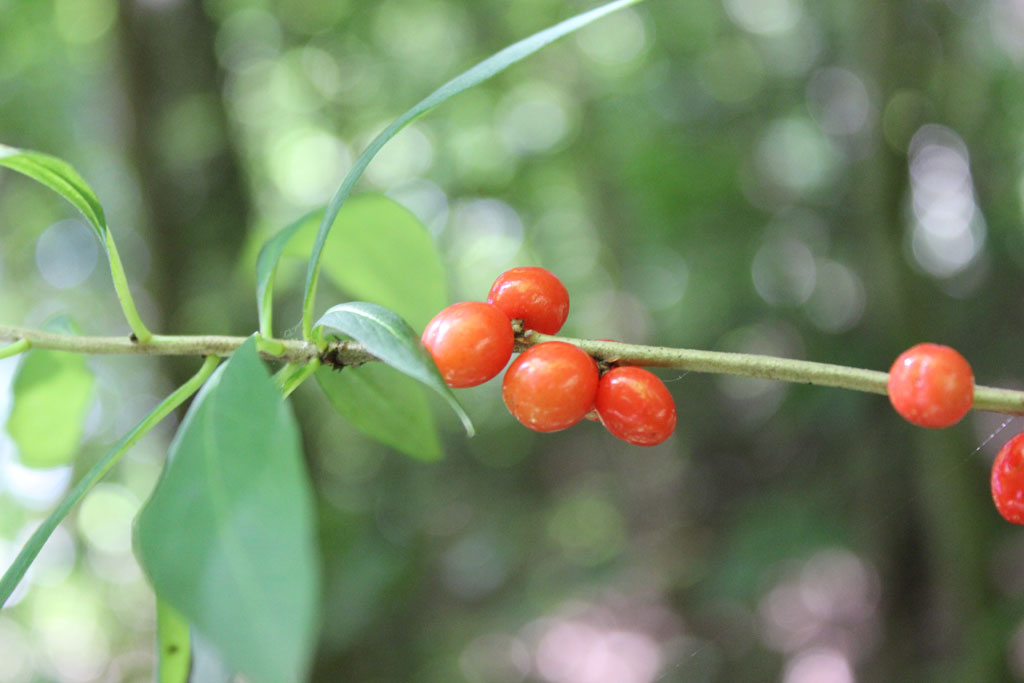  Beeren , aber welche