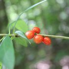  Beeren , aber welche