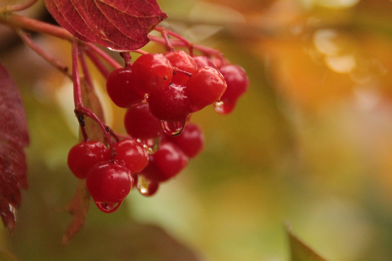 Beeren