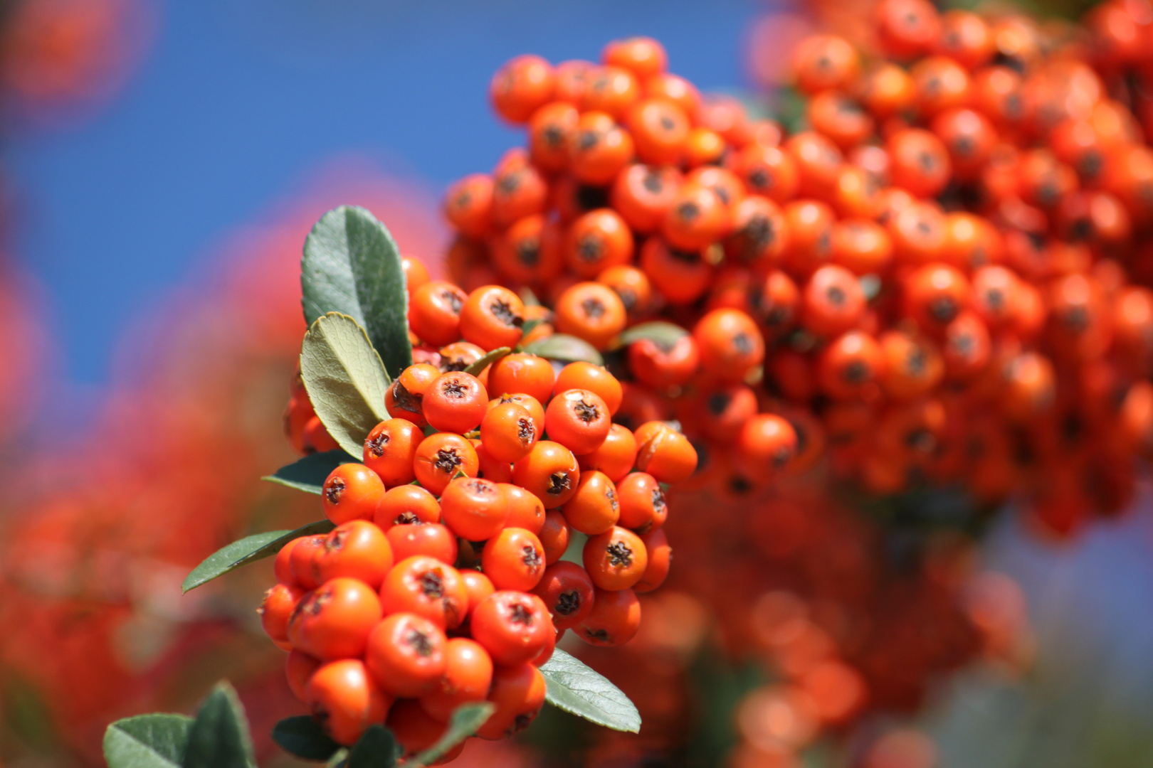 Beeren alle an einem Strang