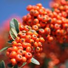 Beeren alle an einem Strang