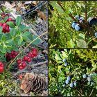 Beeren als Mittwochsblümchen