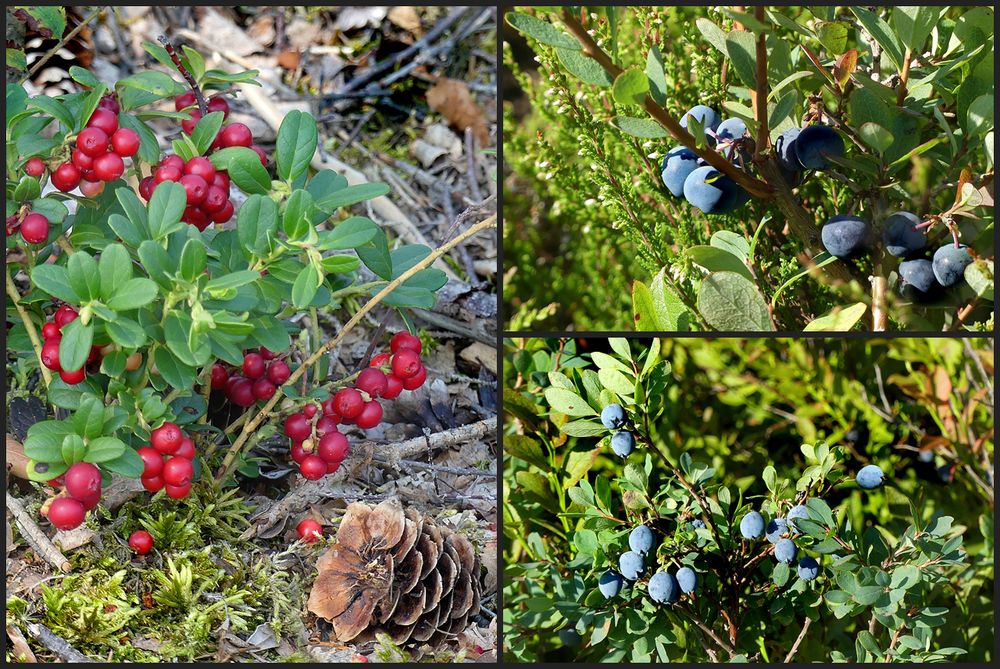 Beeren als Mittwochsblümchen