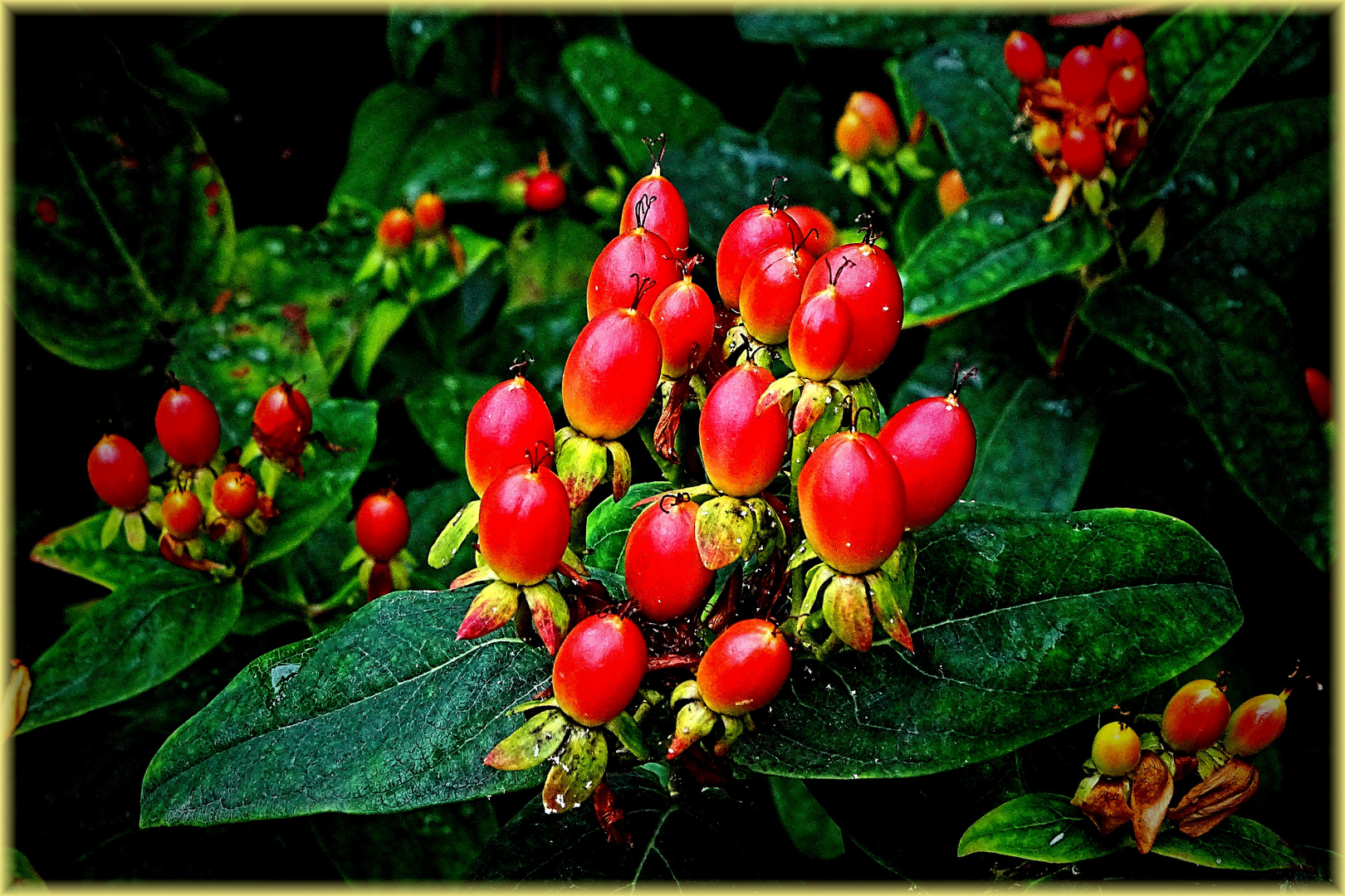 Beeren am Blut-Johanniskraut / Mannsblut