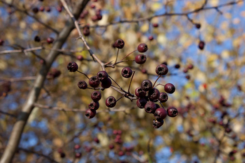 Beeren am Busch