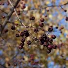 Beeren am Busch