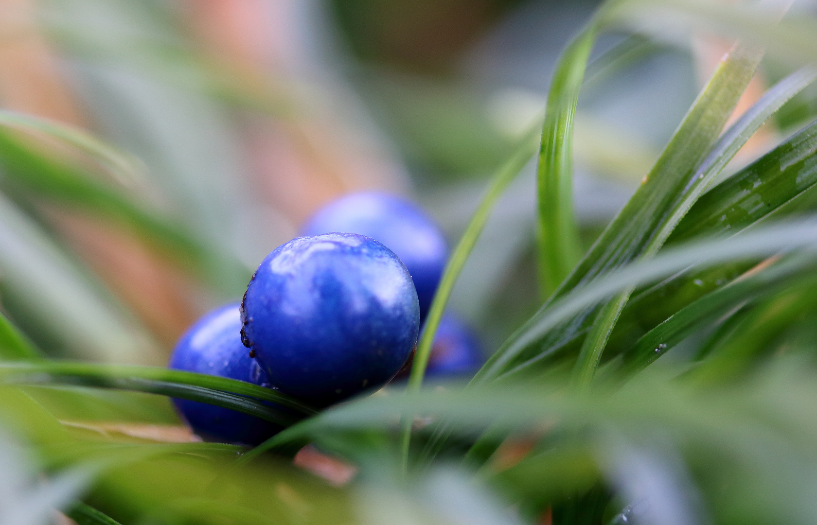 Beeren am Mondogras.....