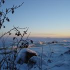 Beeren am Rande des Eismeers