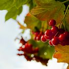 Beeren am See