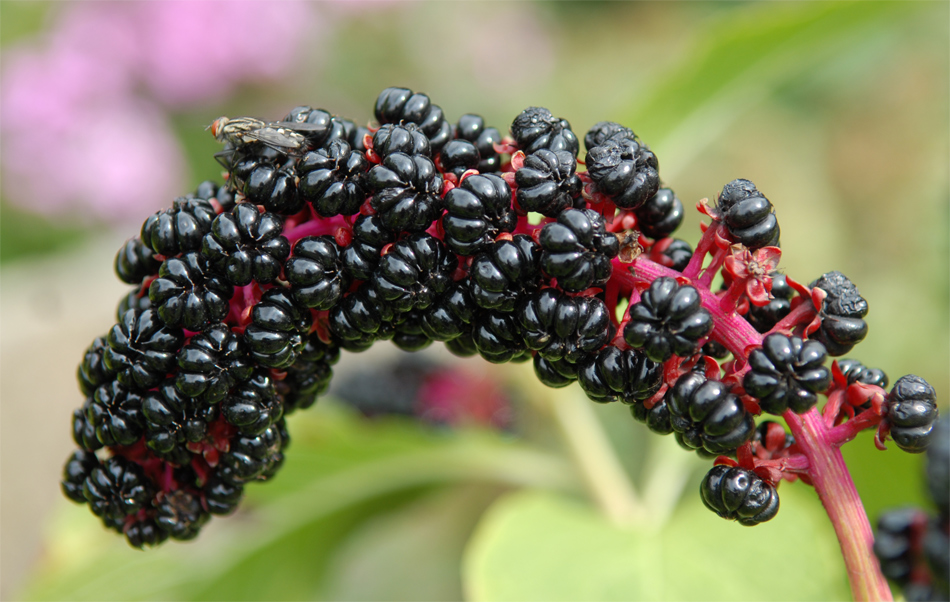 Beeren am Stiel