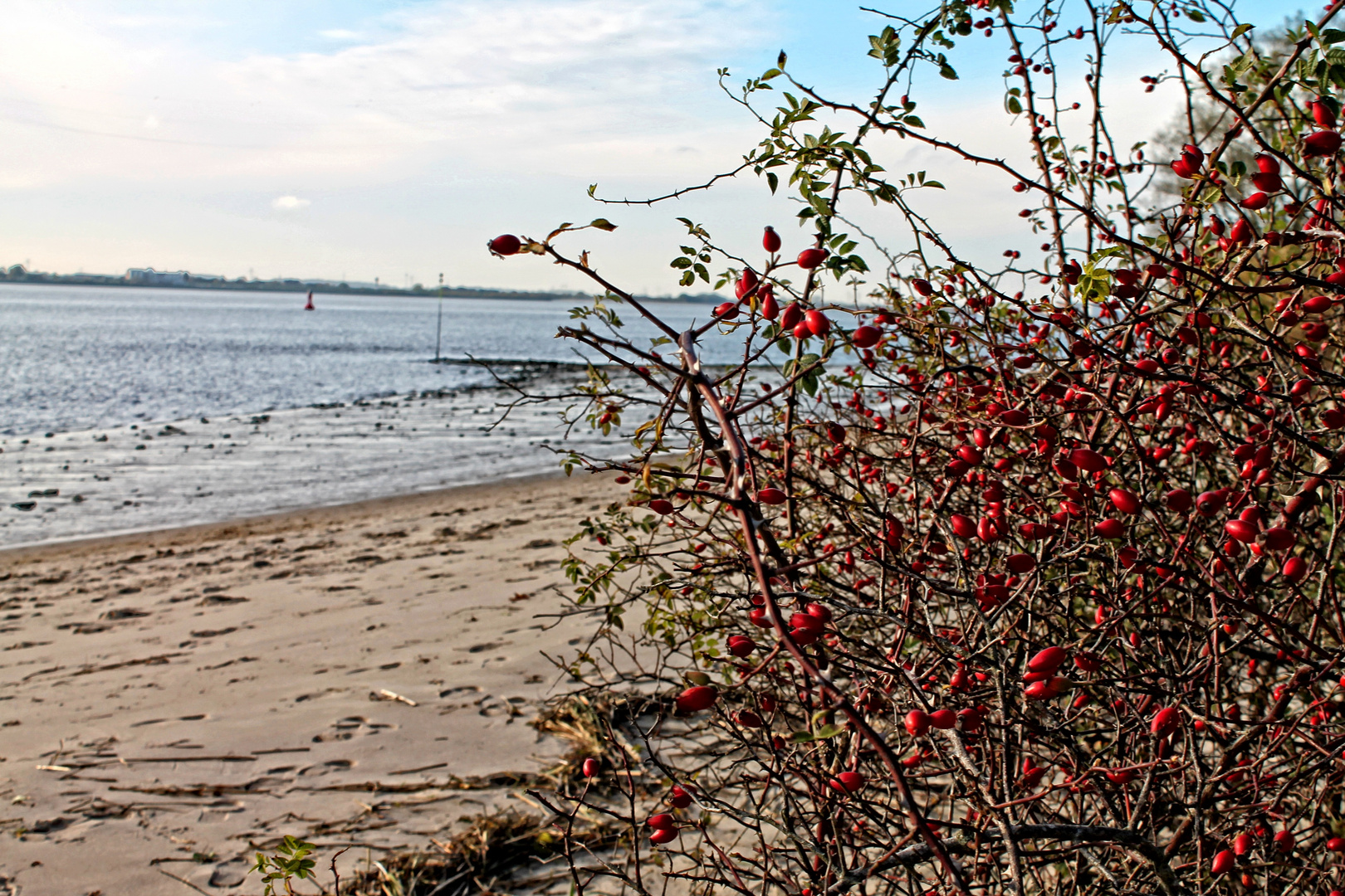 Beeren am Strand