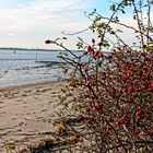 Beeren am Strand