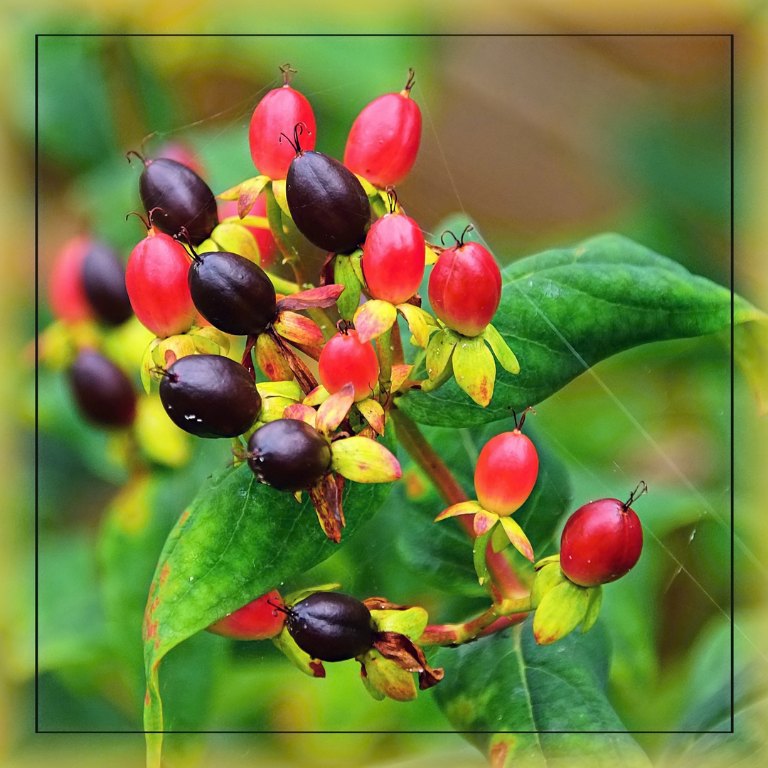 Beeren am Strauch