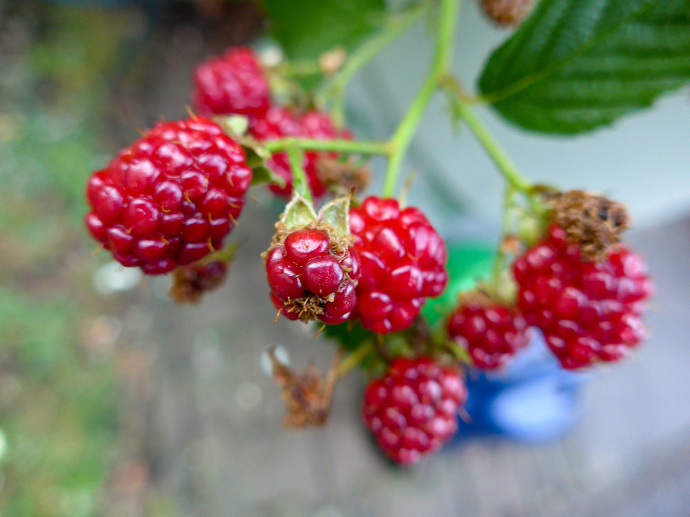 Beeren am Strauch