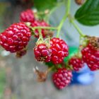 Beeren am Strauch