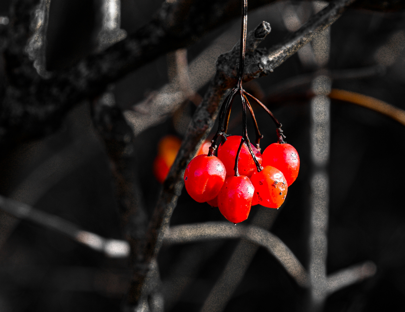 Beeren am Strauch