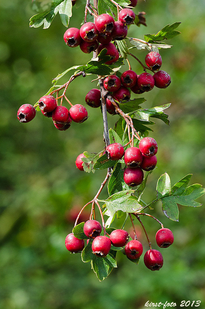 Beeren am Strauch