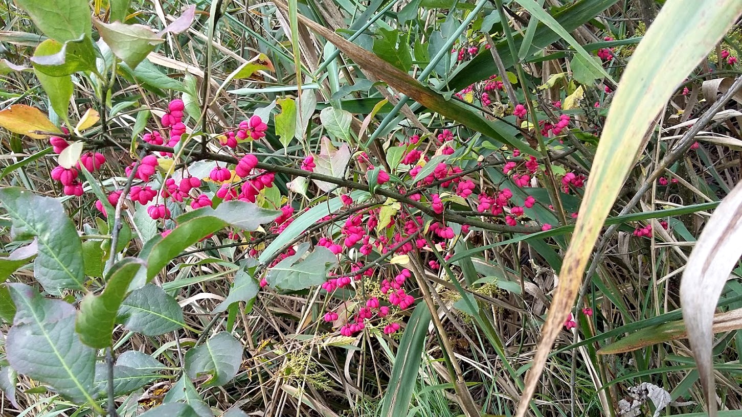 Beeren am Wegesrand