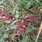 Beeren am Wegesrand