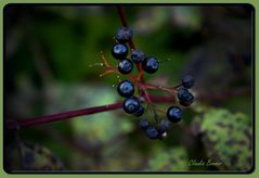 Beeren am Wegesrand