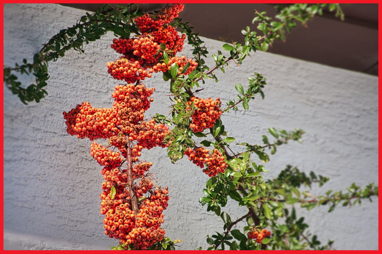 Beeren an der Hauswand