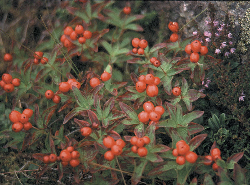 Beeren auf den Lofoten