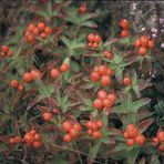 Beeren auf den Lofoten