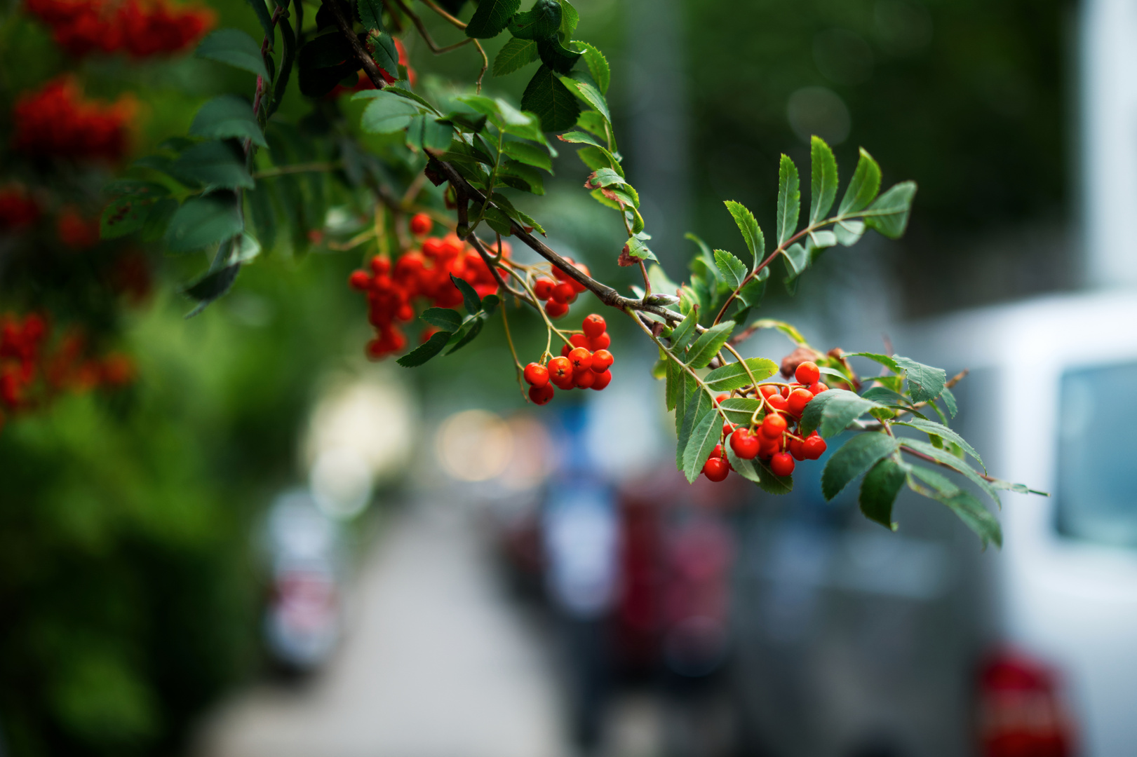 Beeren auf der Nebenstraße