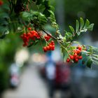 Beeren auf der Nebenstraße