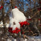 Beeren auf Eis