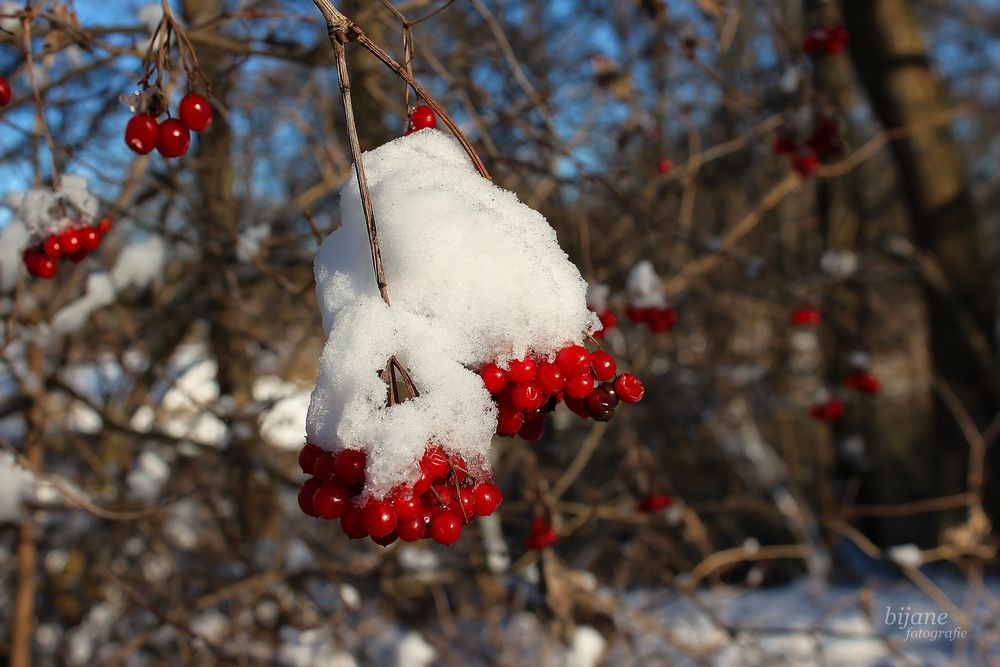 Beeren auf Eis