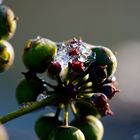 Beeren auf Eis