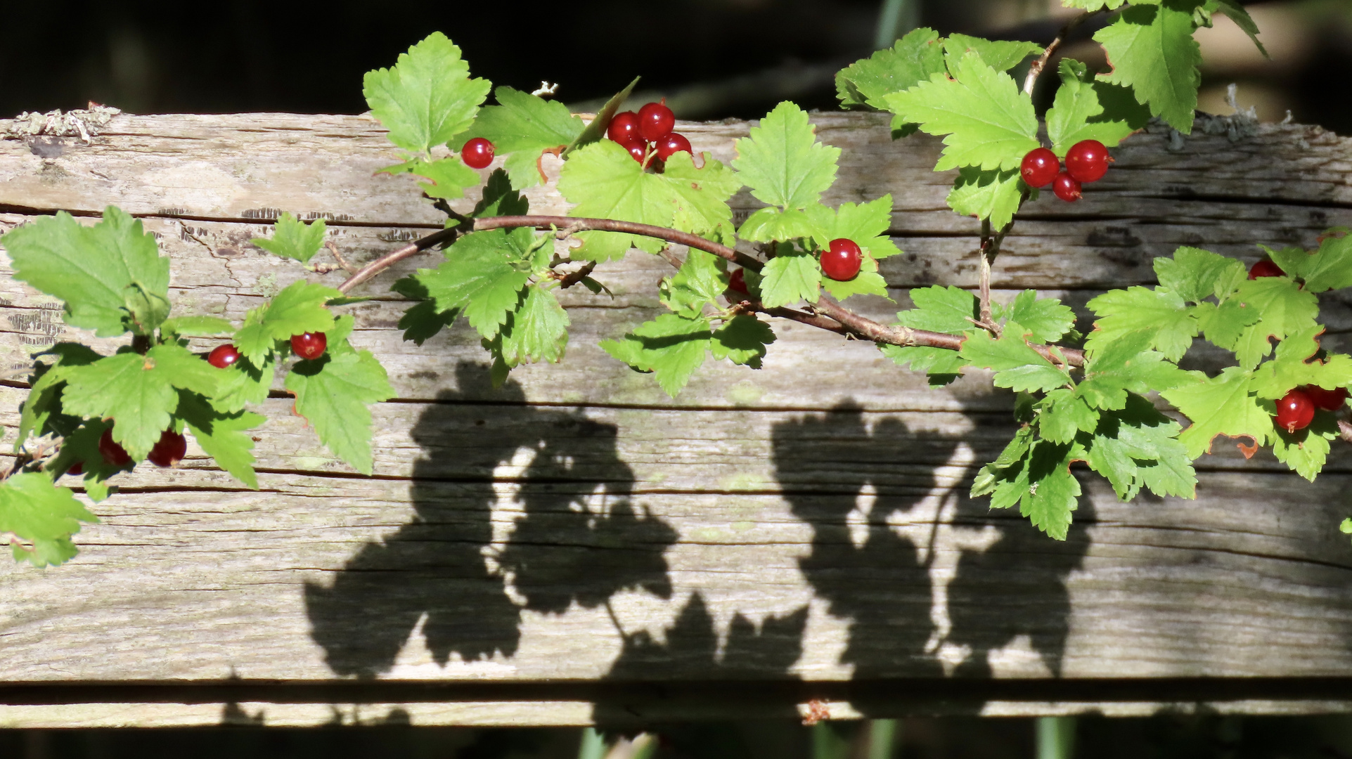 Beeren aus dem Nichts..........