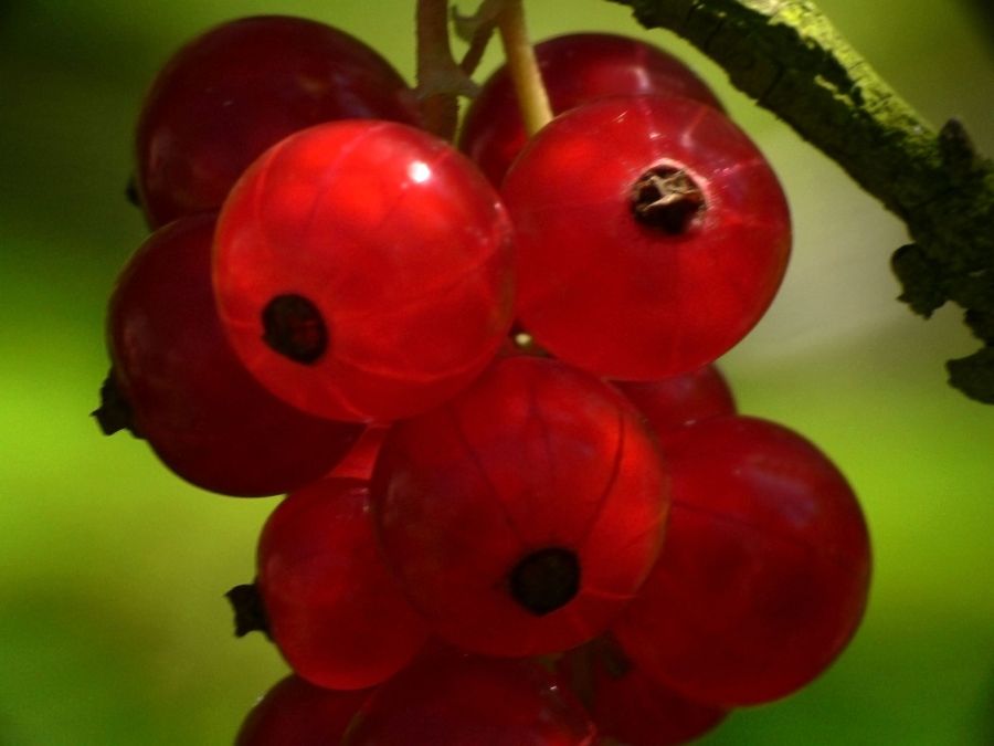 Beeren aus Nachbar's Garten