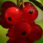 Beeren aus Nachbar's Garten