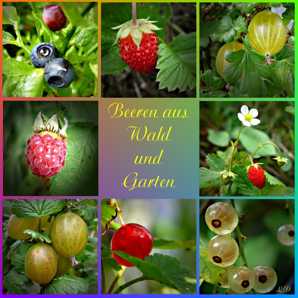 Beeren aus Wald und Garten Foto &amp; Bild pflanzen, pilze