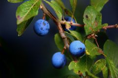 Beeren-Auslese