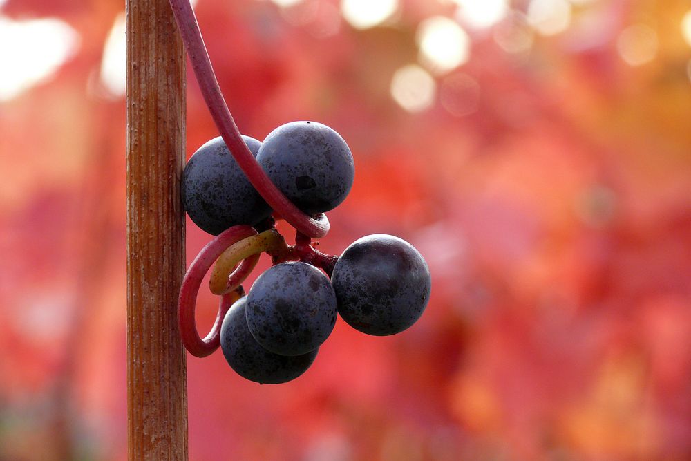 Beeren-Auslese