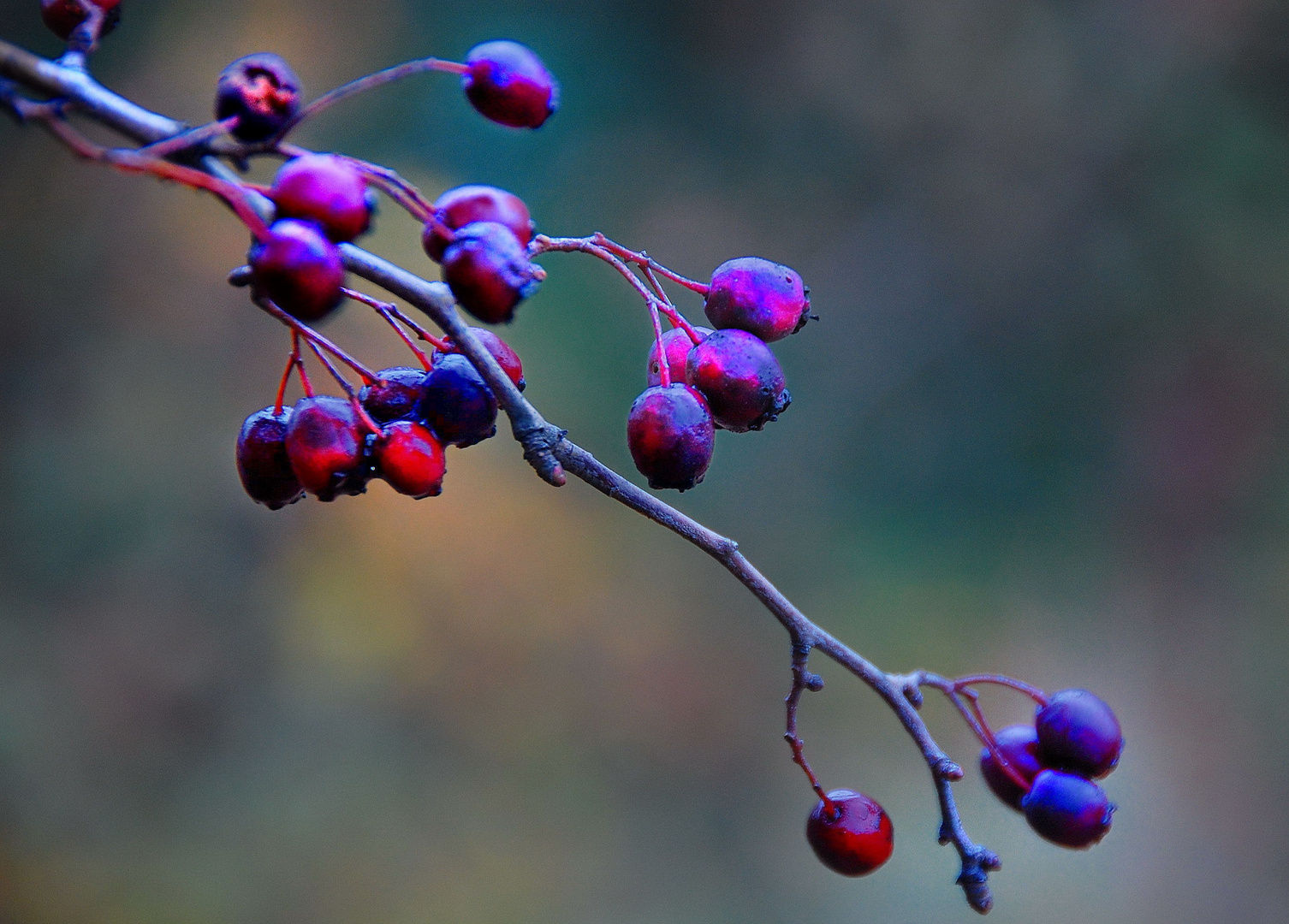 Beeren-Auslese