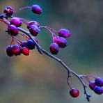 Beeren-Auslese