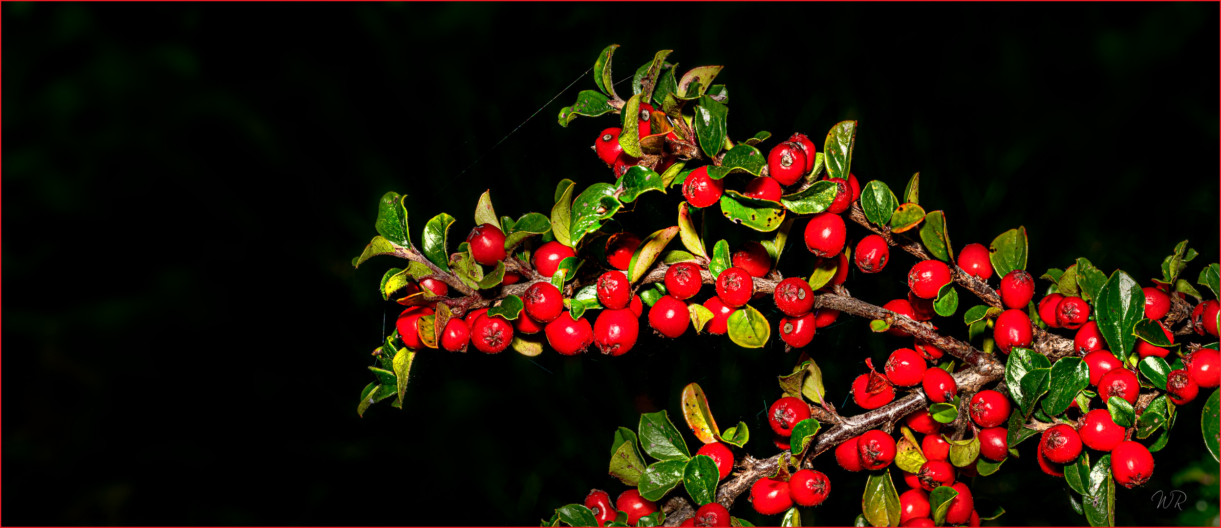 °°° Beeren °°°