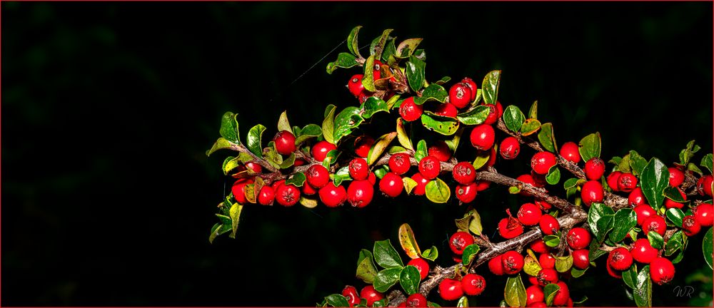 °°° Beeren °°°