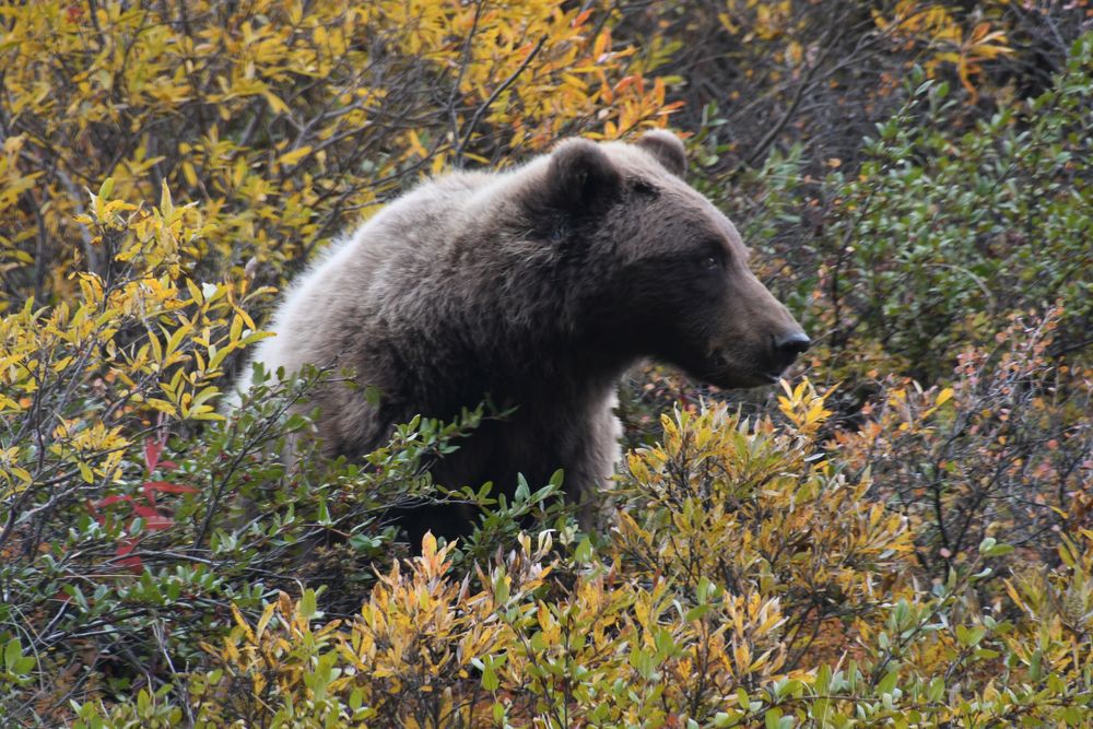 Beeren Bär