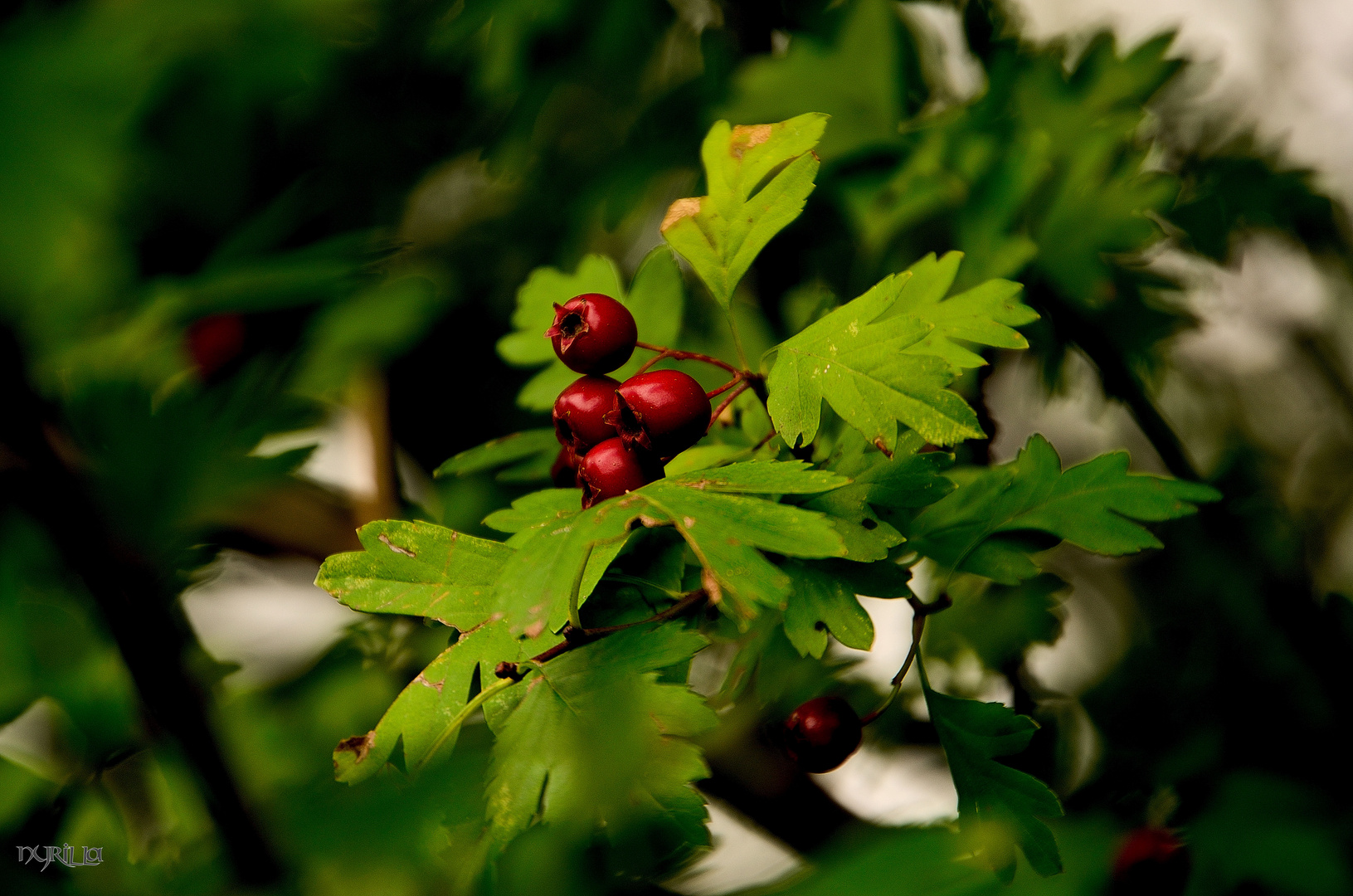 Beeren...